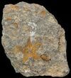 Ordovician Starfish (Petraster?) Fossil - Morocco #45074-1